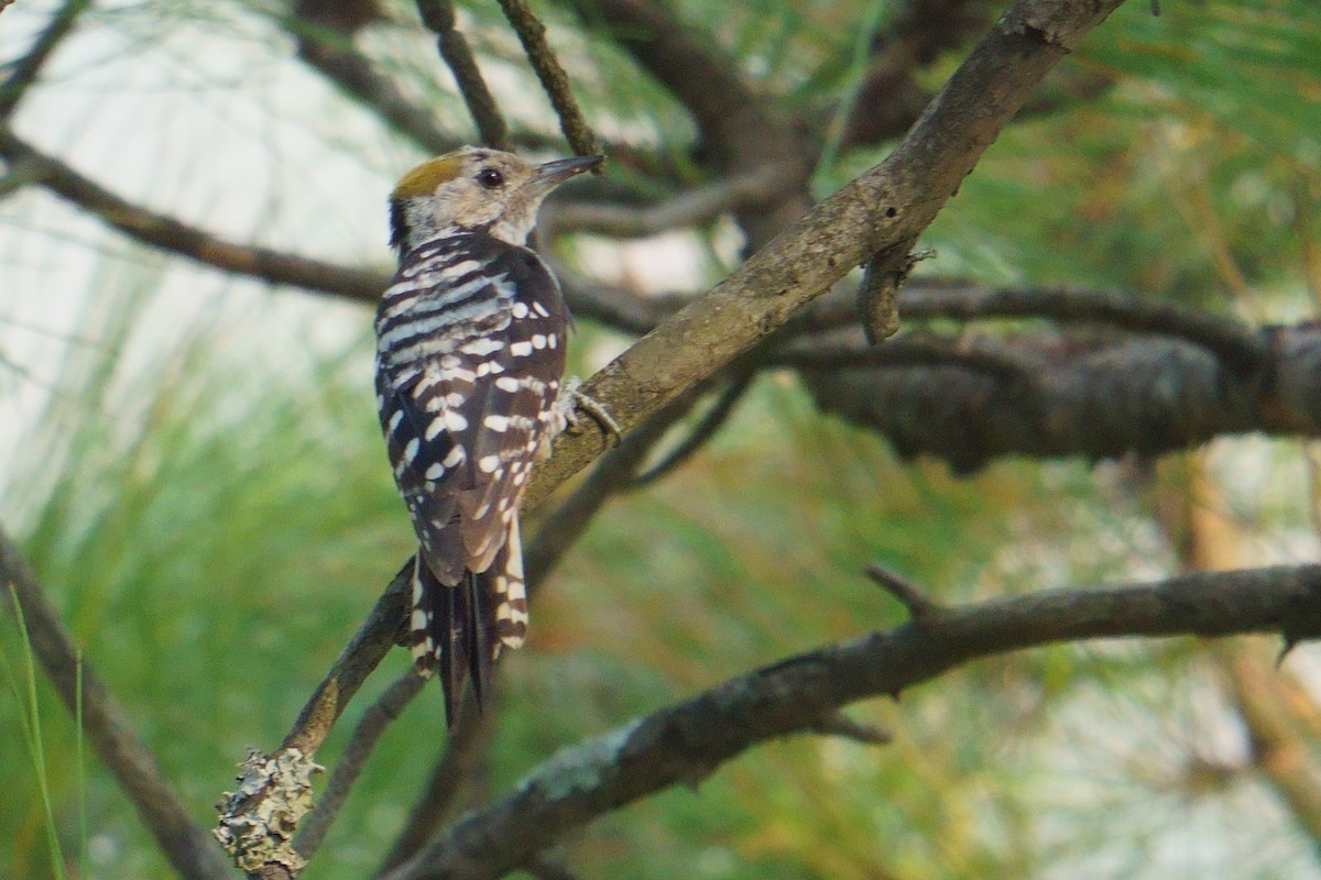 Brown-fronted Woodpecker - ML594578051