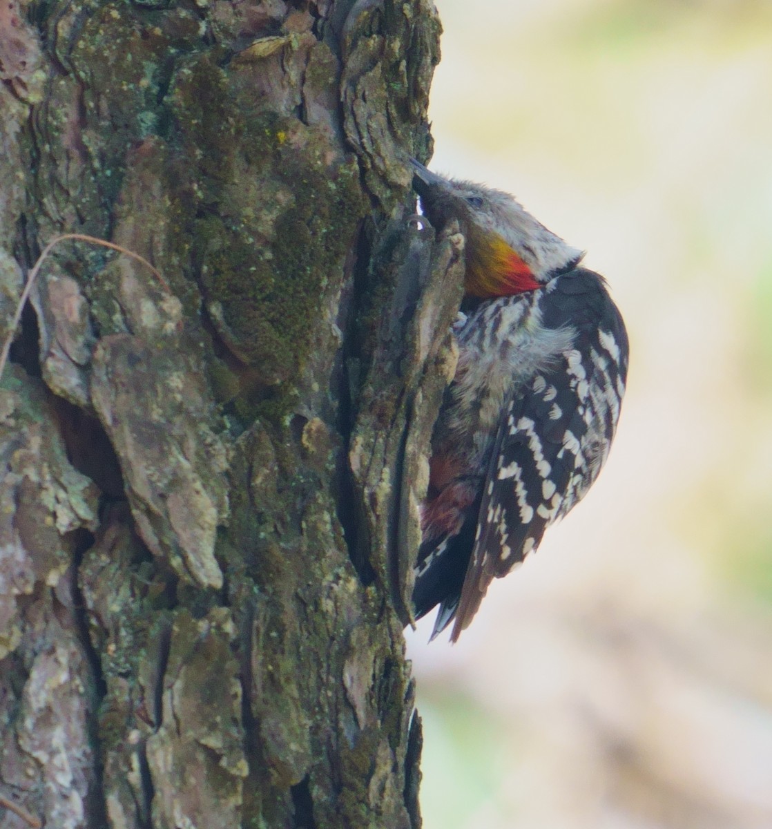 Brown-fronted Woodpecker - ML594578071