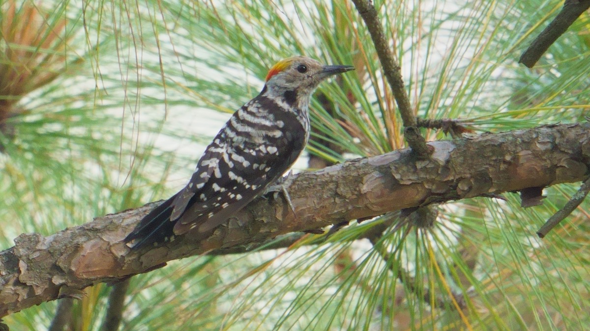 Brown-fronted Woodpecker - ML594578081