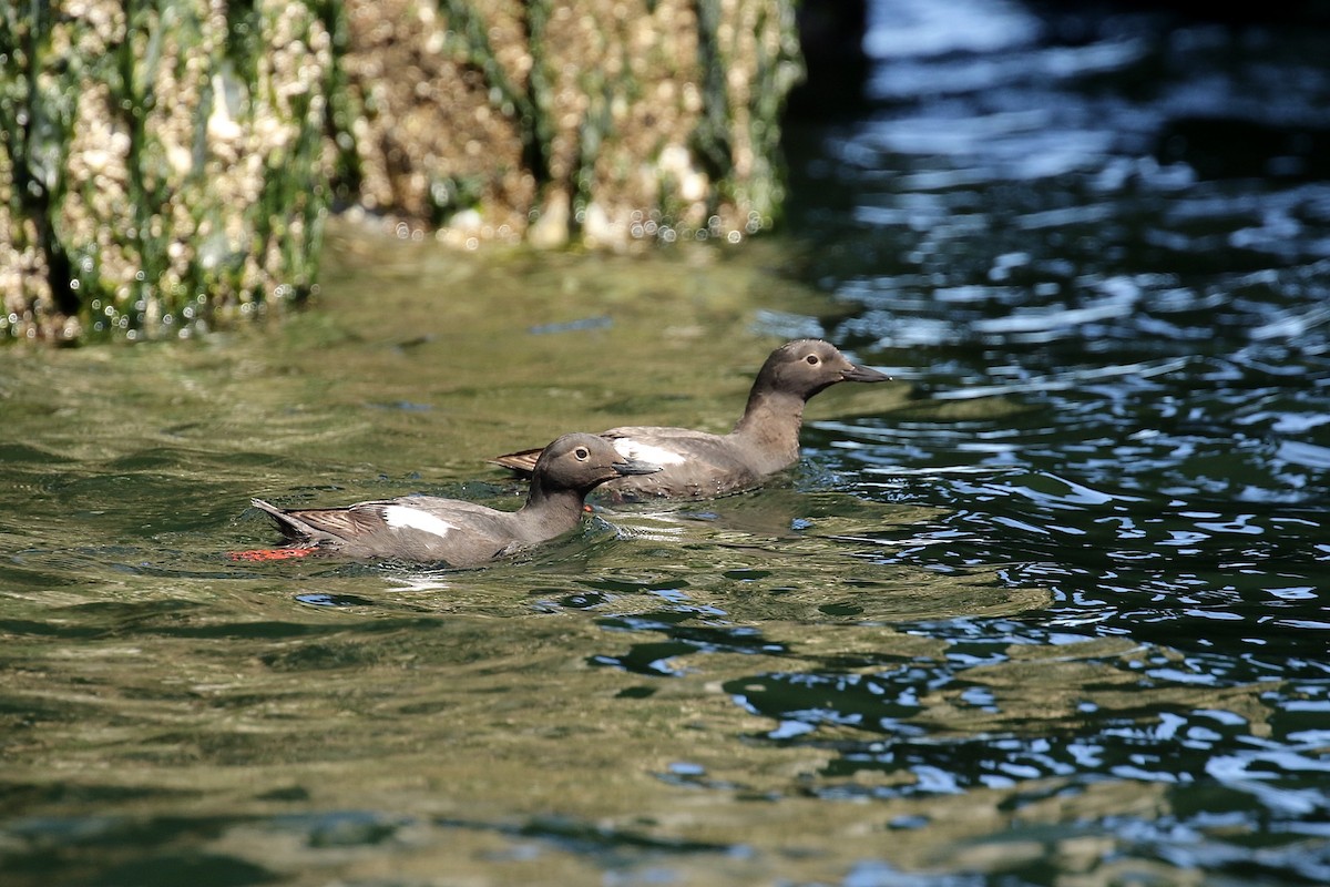 Pigeon Guillemot - ML594578681