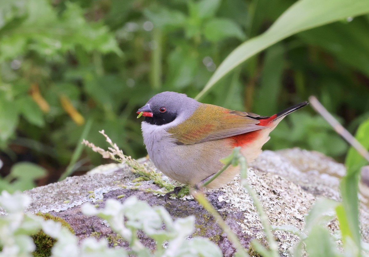 Swee Waxbill - Ken Oeser