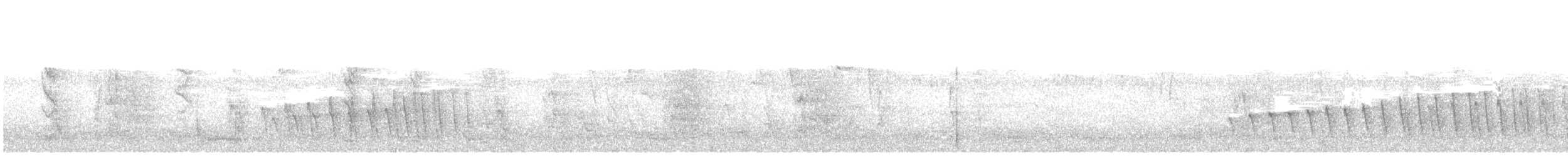 Chocó-Strichelameisenschlüpfer - ML594578861