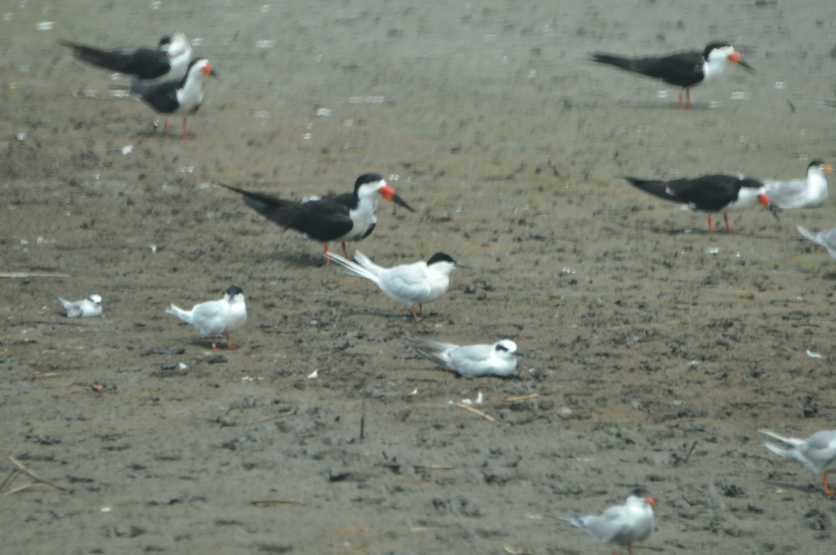 Roseate Tern - ML594578941