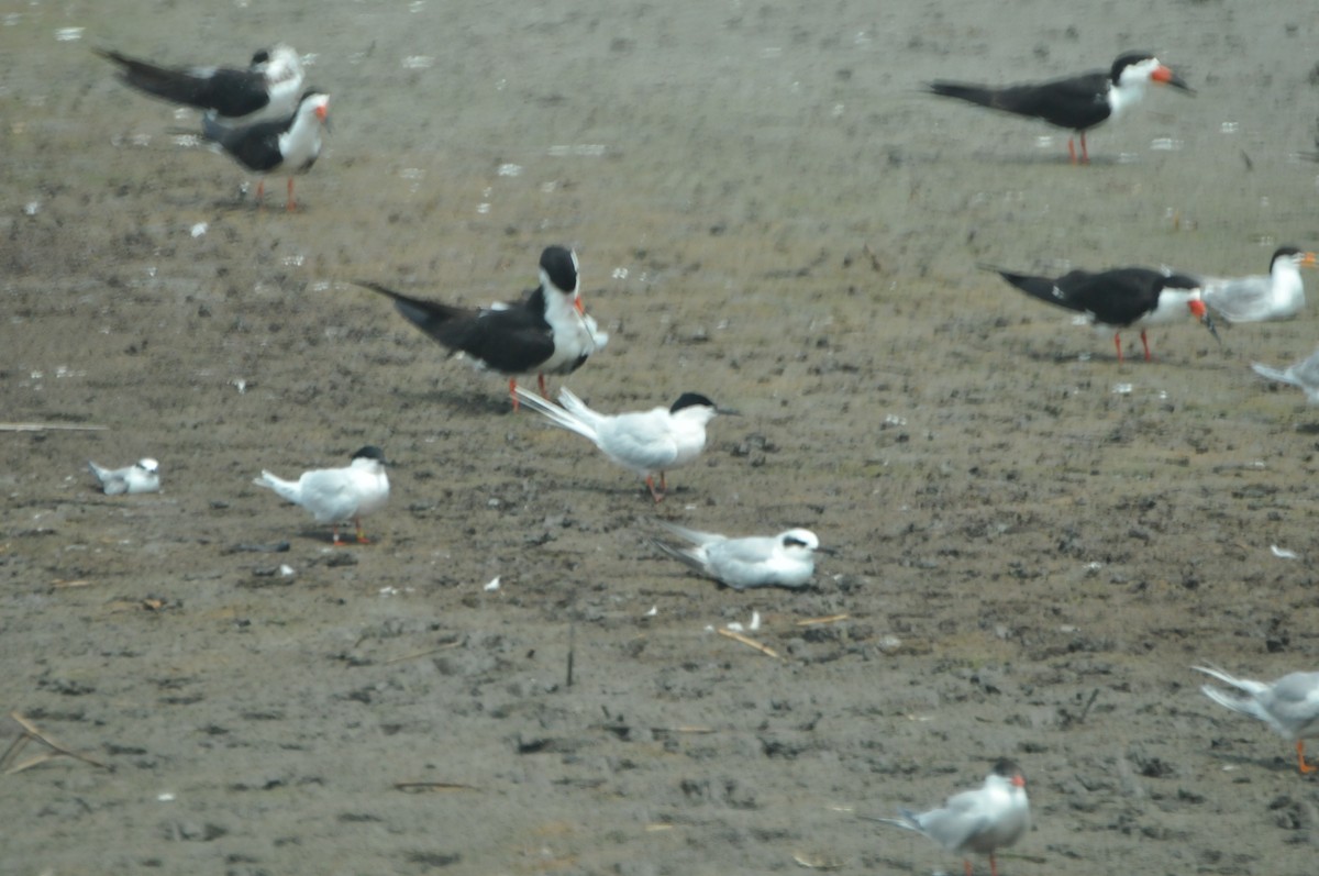 Roseate Tern - ML594578951