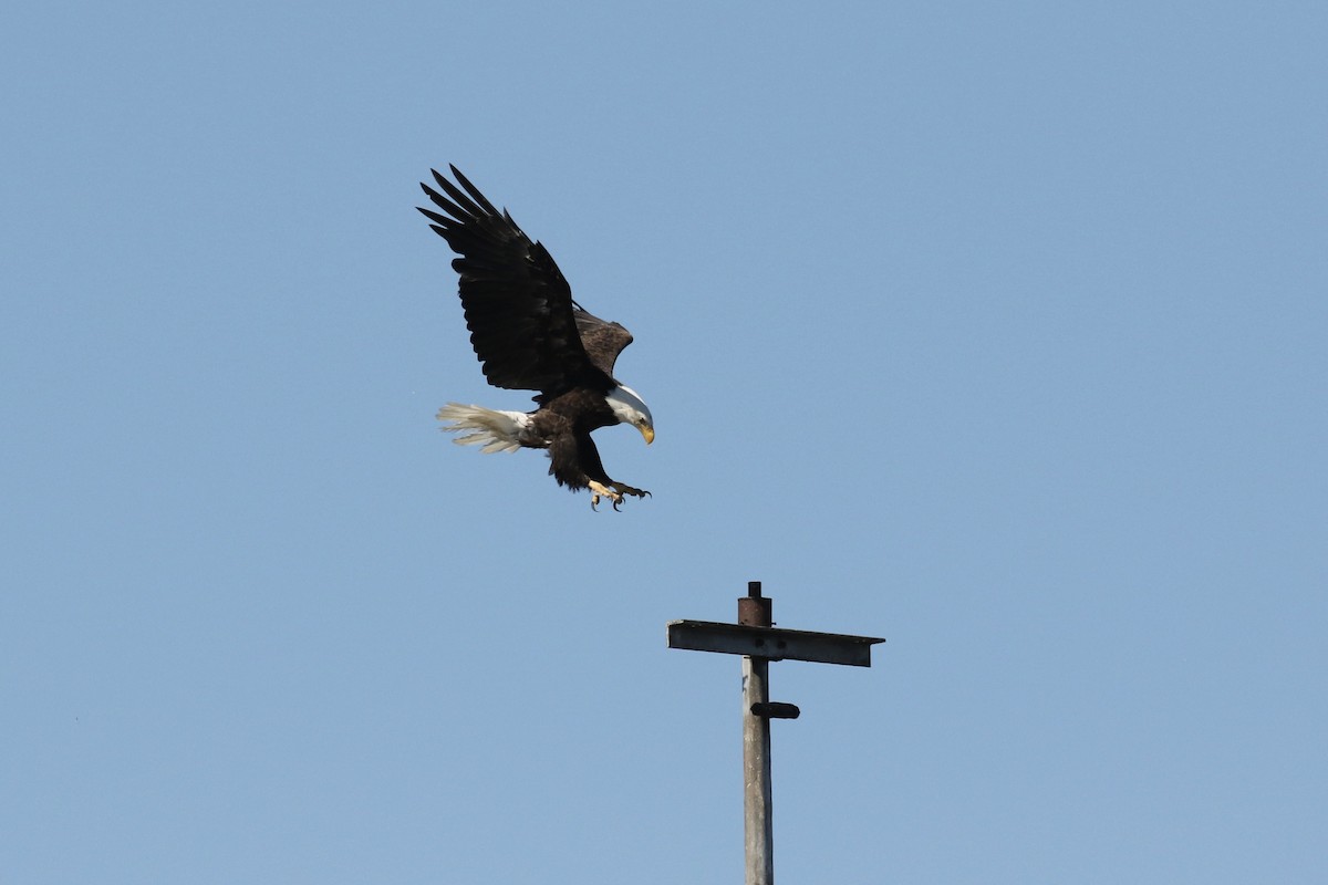 Bald Eagle - Russ Morgan