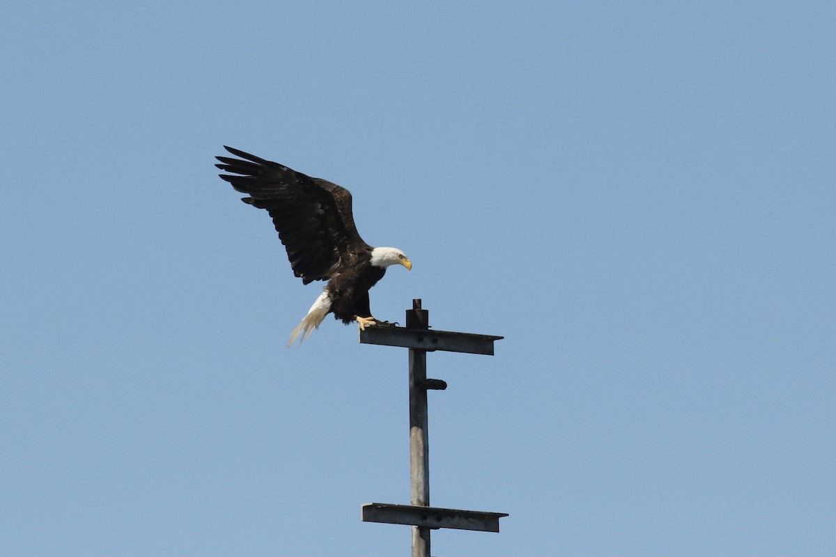 Weißkopf-Seeadler - ML594579071