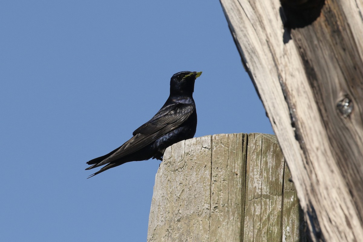 Purple Martin - ML594579261