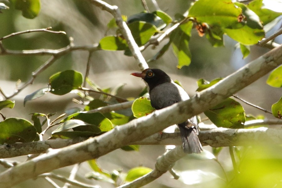 Chestnut-fronted Helmetshrike - ML594579591