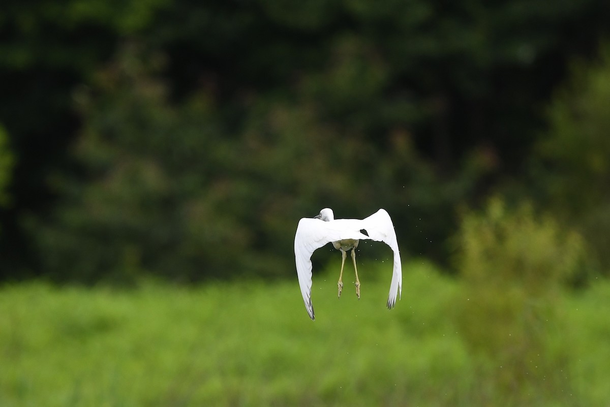 Little Blue Heron - Matt Spangler