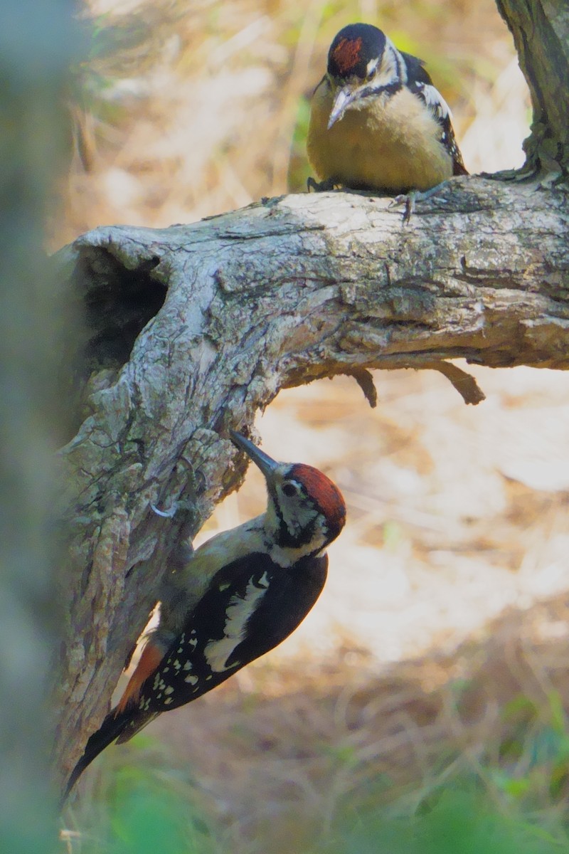 Himalayan Woodpecker - ML594579771