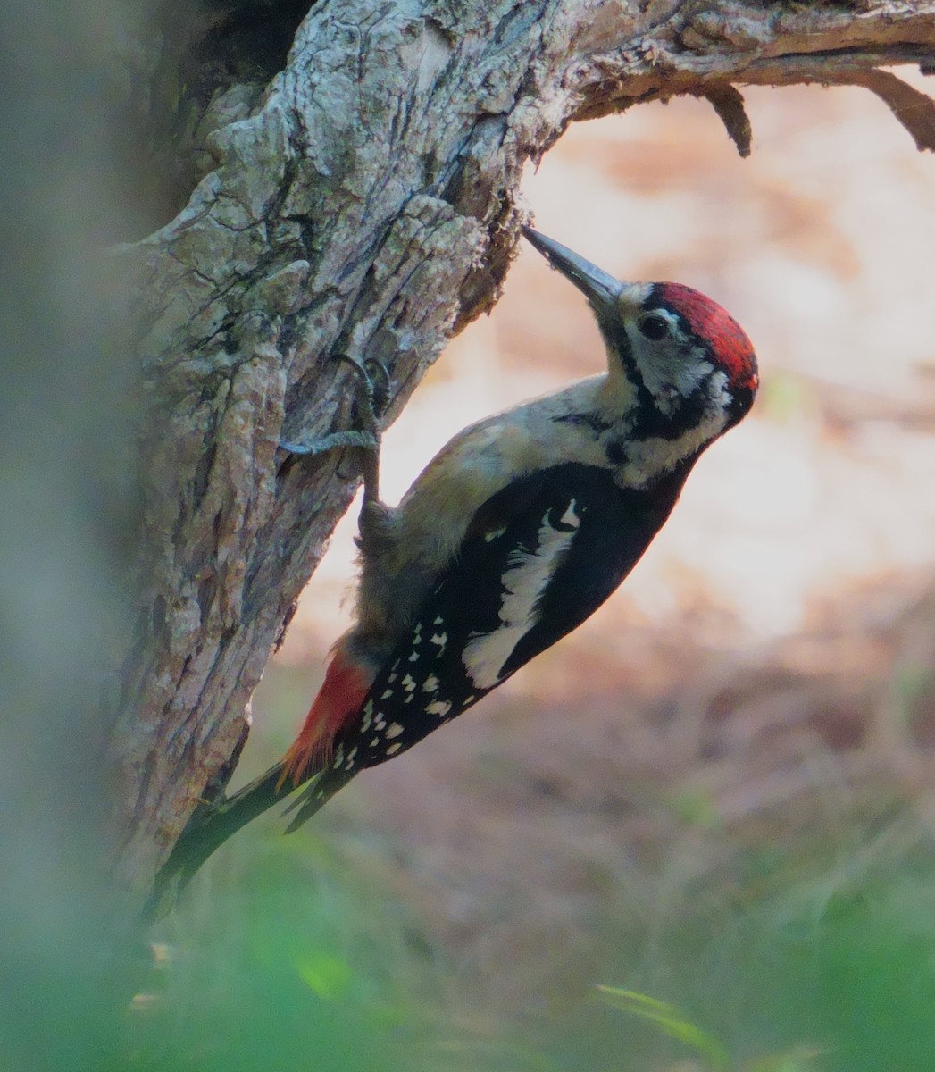 Himalayan Woodpecker - ML594579781