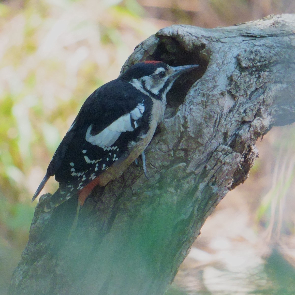 Himalayan Woodpecker - ML594579791
