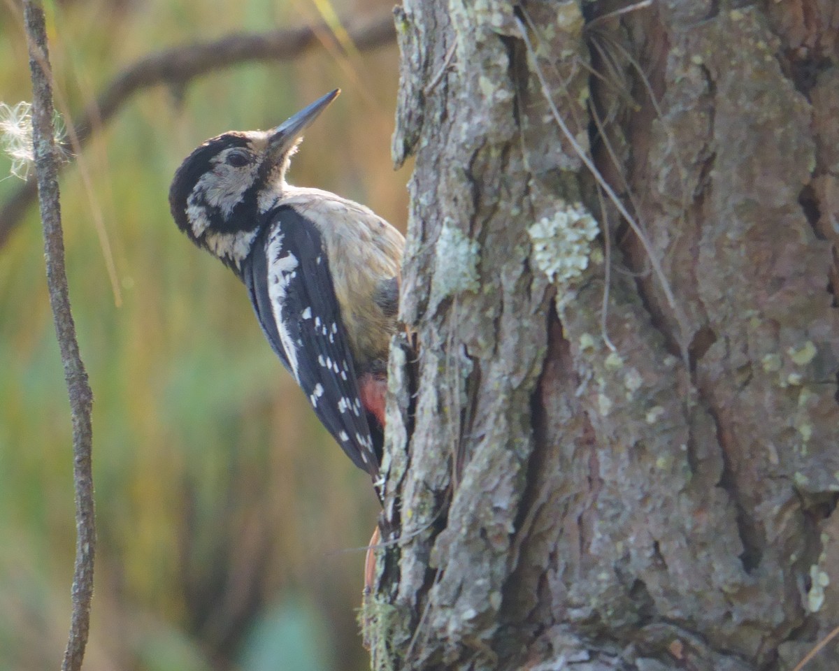Himalayan Woodpecker - ML594579801