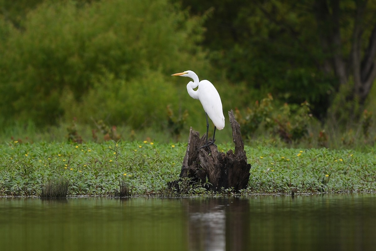 Great Egret - ML594579821