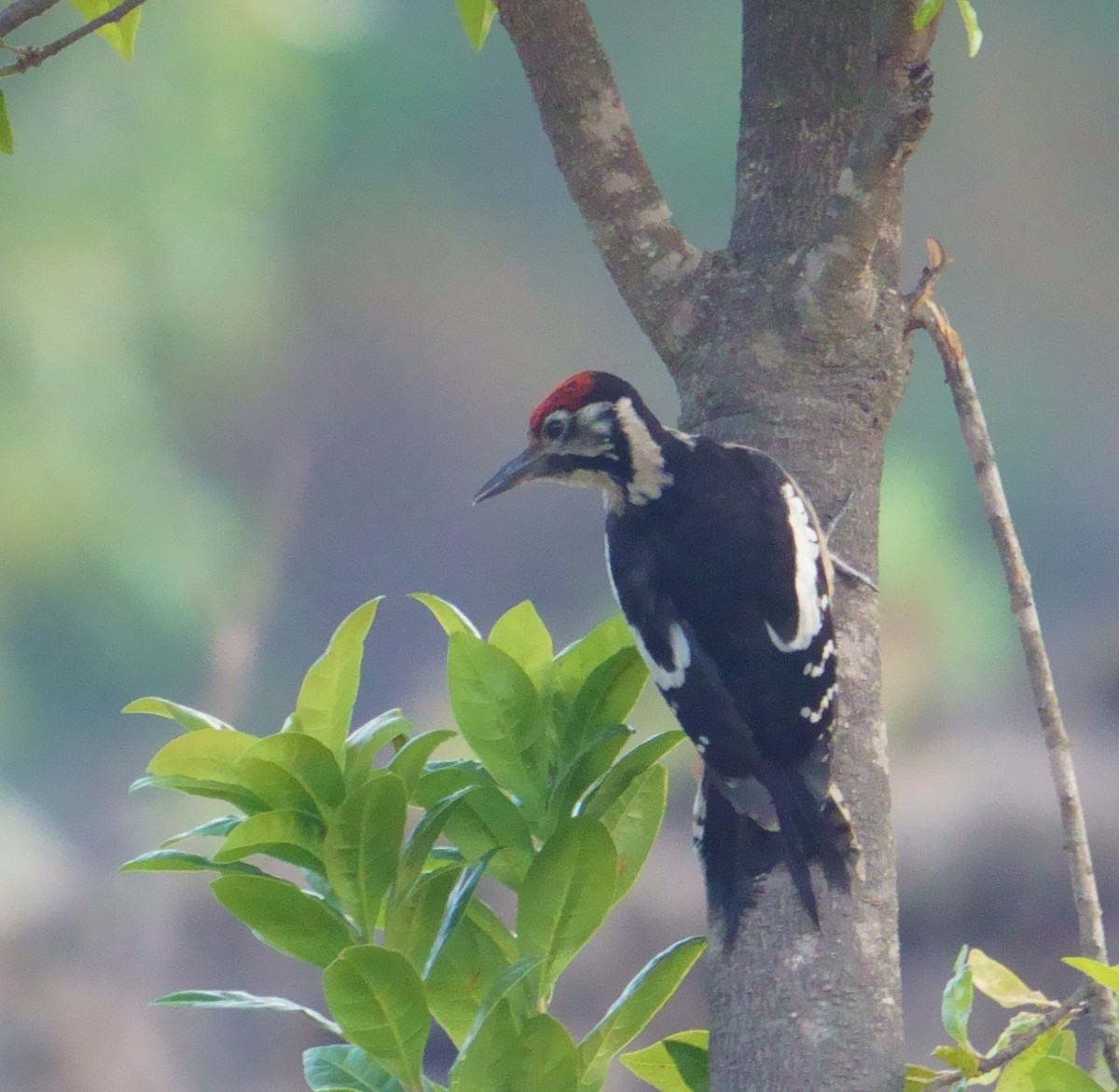 Himalayan Woodpecker - ML594579831