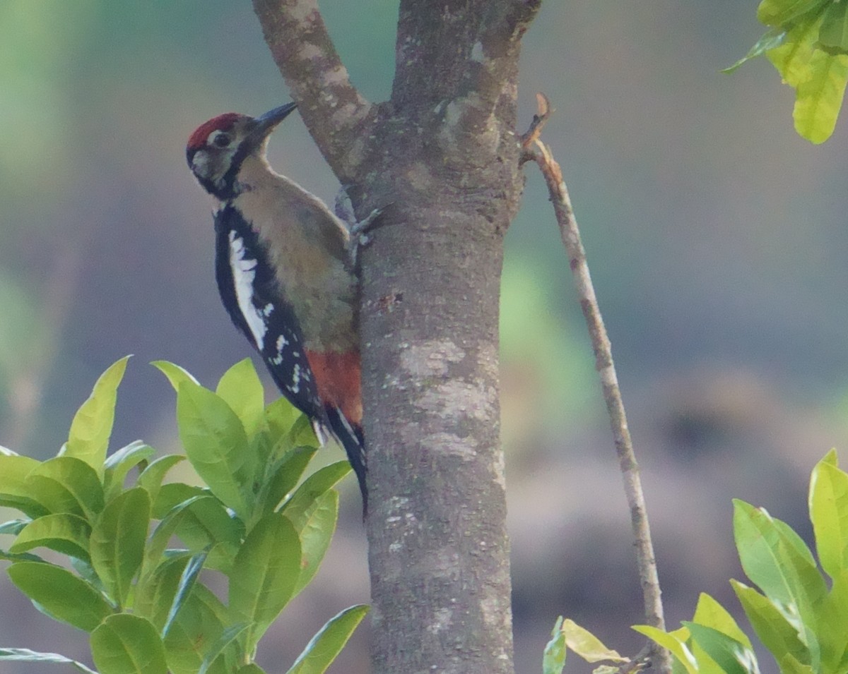 Himalayan Woodpecker - ML594579871