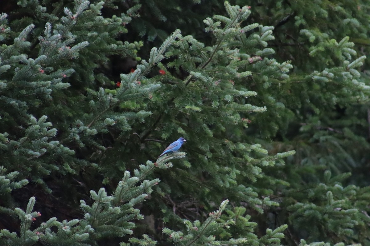 Indigo Bunting - kye Doran