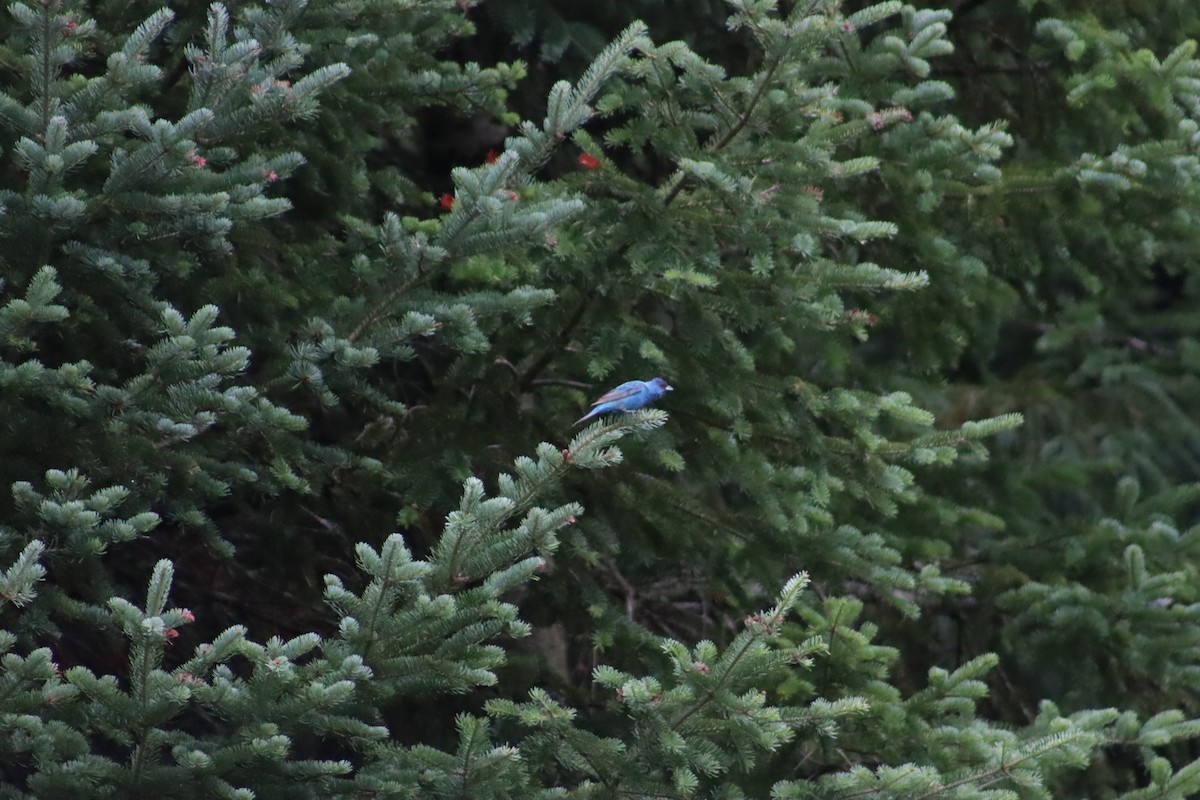 Indigo Bunting - kye Doran