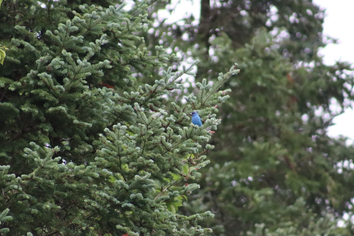 Indigo Bunting - ML594580141