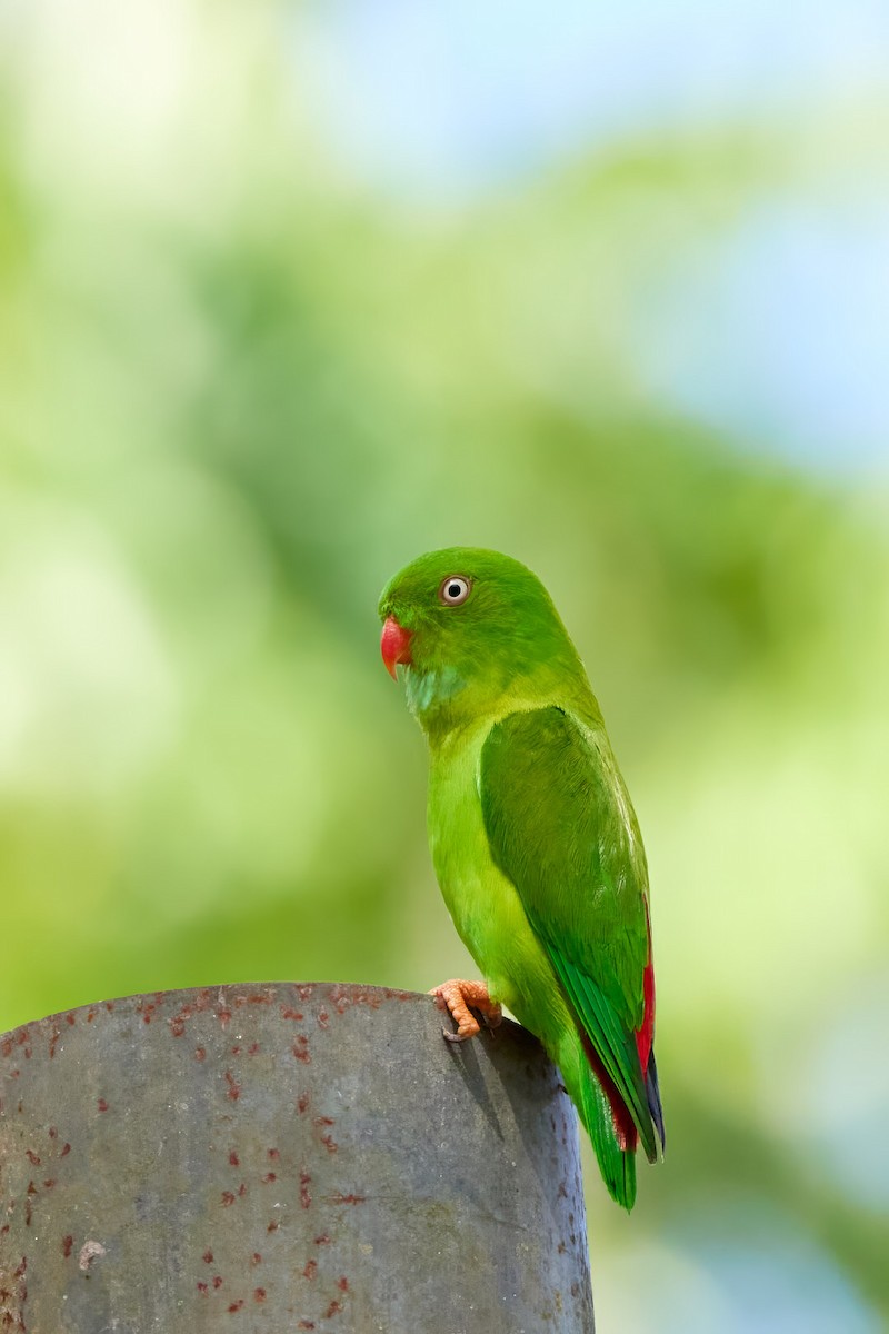 Vernal Hanging-Parrot - ML594580411