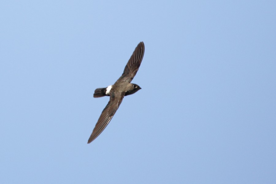 Mottled Spinetail - ML594580481