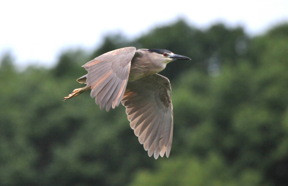 Black-crowned Night Heron - ML594580681