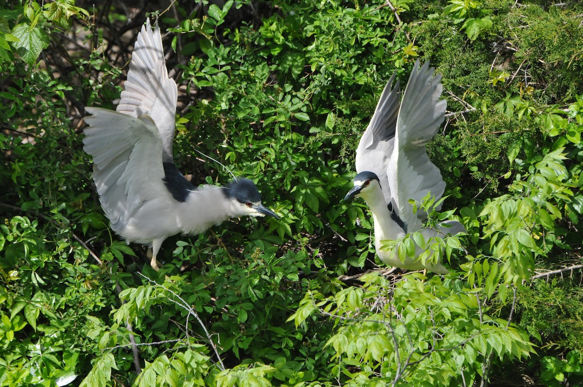 Black-crowned Night Heron - ML594580701