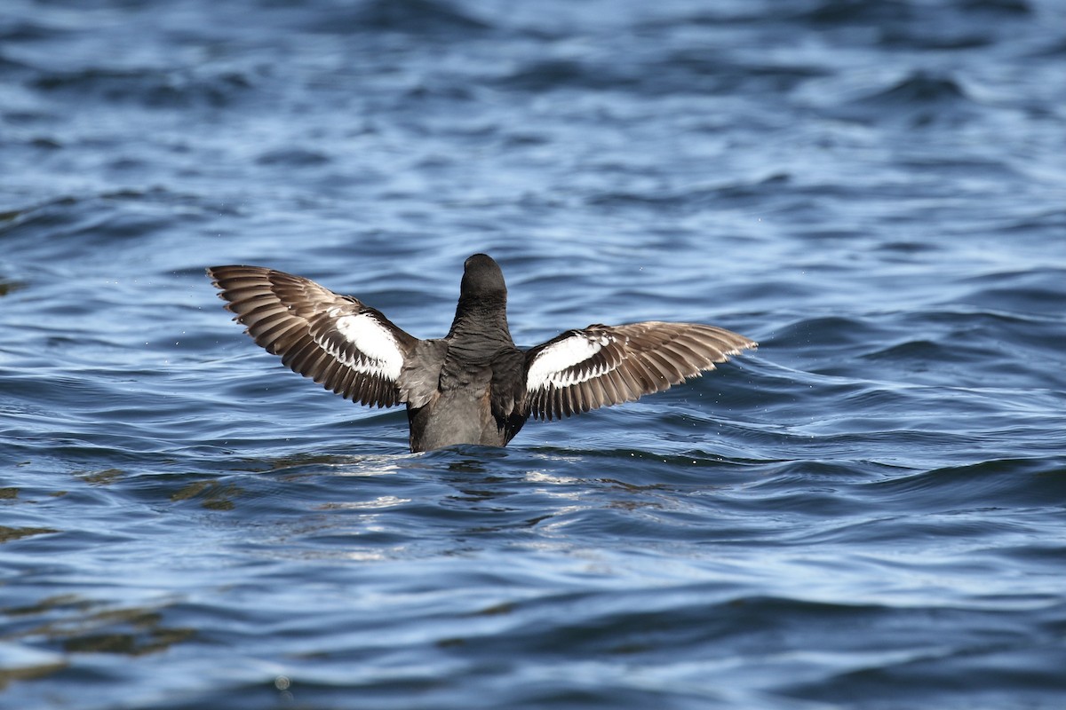 Pigeon Guillemot - ML594580821