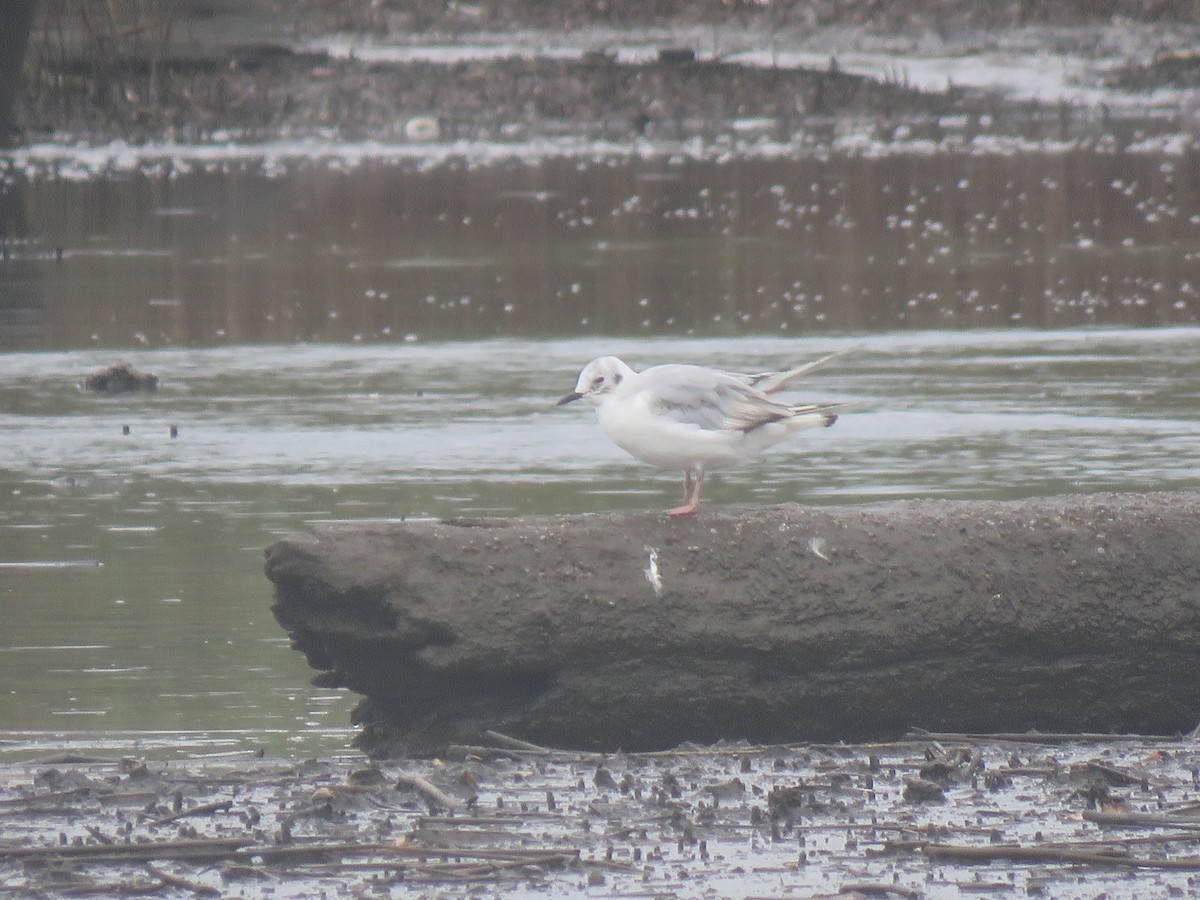 Bonaparte's Gull - ML594580931