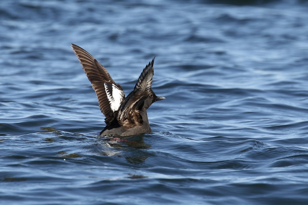 Pigeon Guillemot - ML594581031