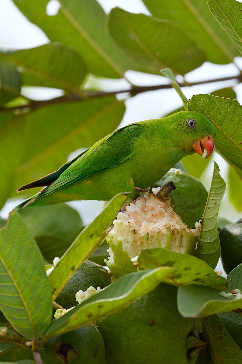 Vernal Hanging-Parrot - ML594581211