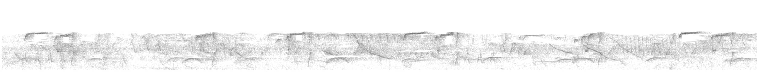 Тиранчик-довгохвіст перуанський - ML594581291