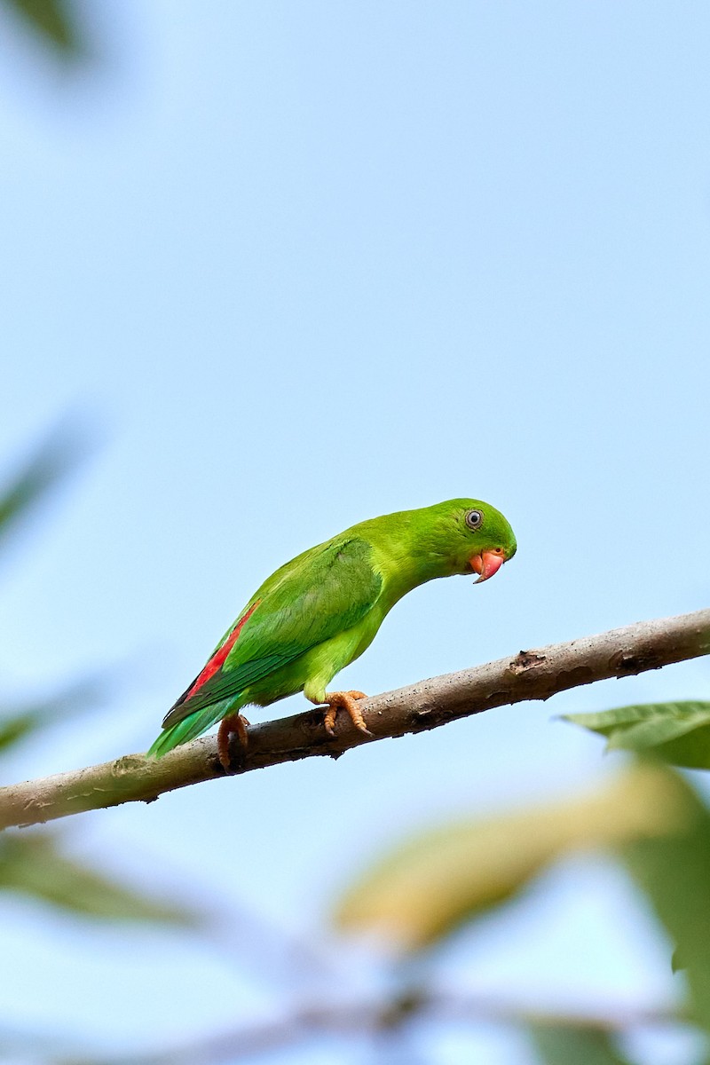 Vernal Hanging-Parrot - ML594581301