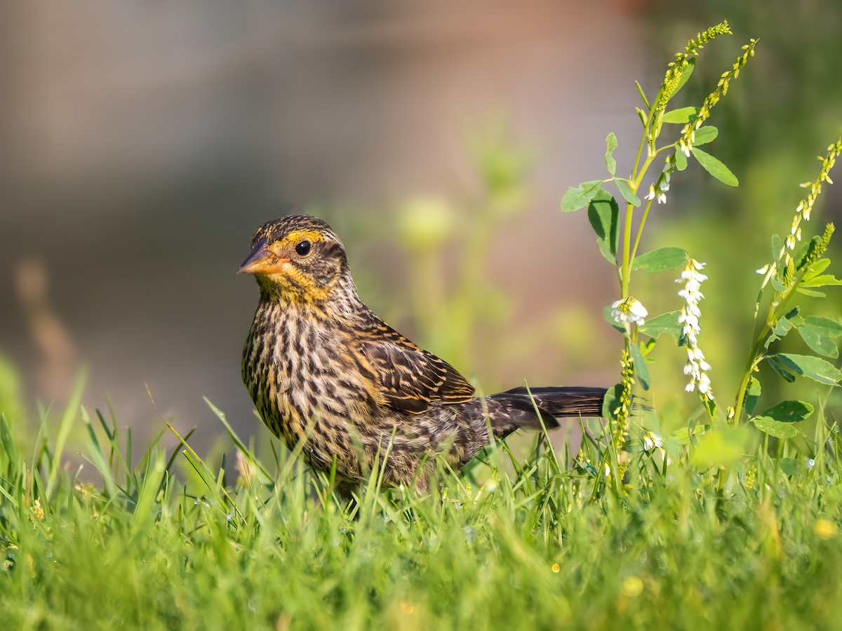 Red-winged Blackbird - Danielle  A