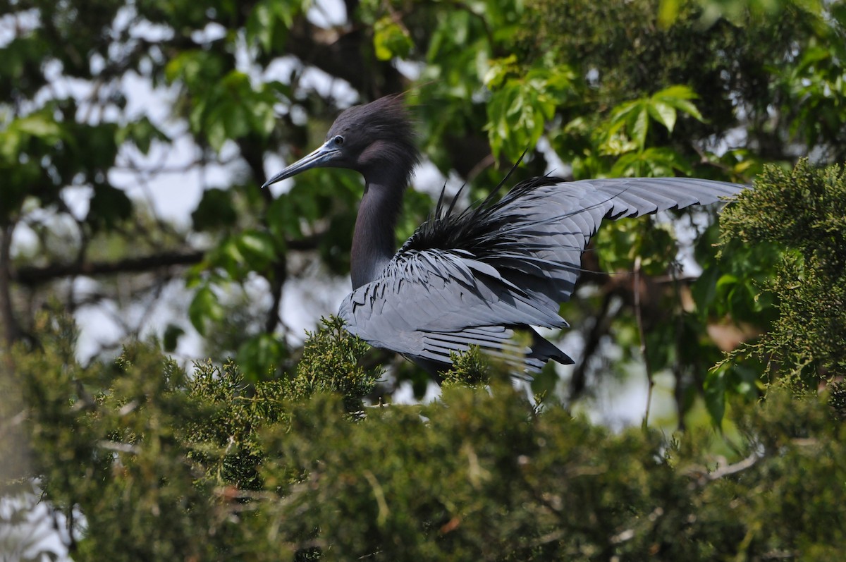 Little Blue Heron - marvin hyett