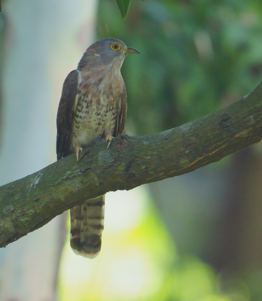 Common Hawk-Cuckoo - ML594582031