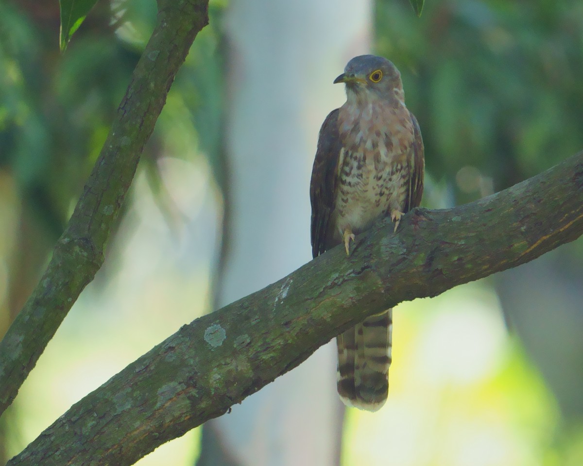 Common Hawk-Cuckoo - ML594582041