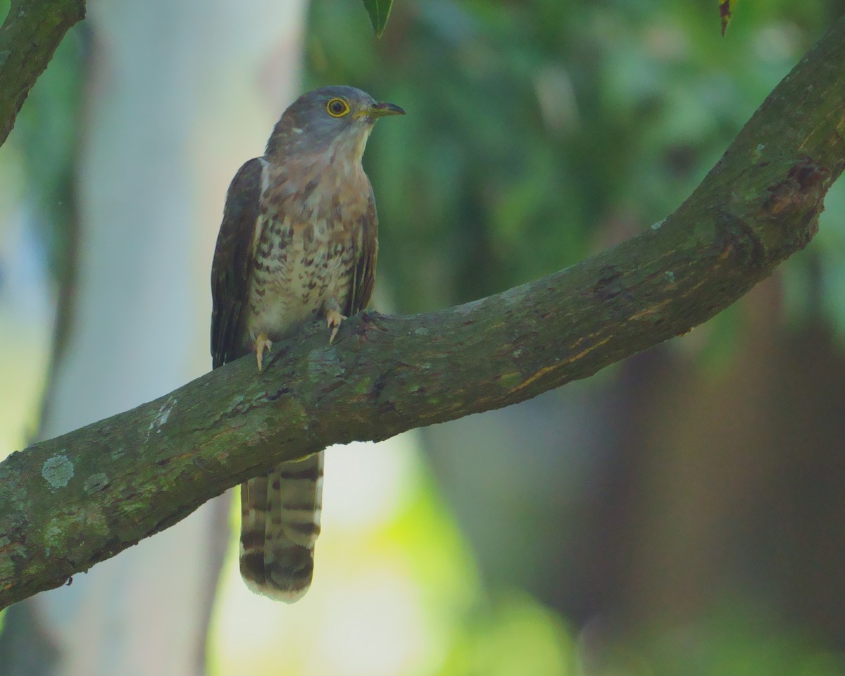 Common Hawk-Cuckoo - Amit Bandekar