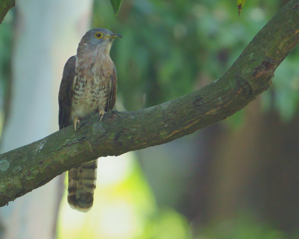 Common Hawk-Cuckoo - ML594582061