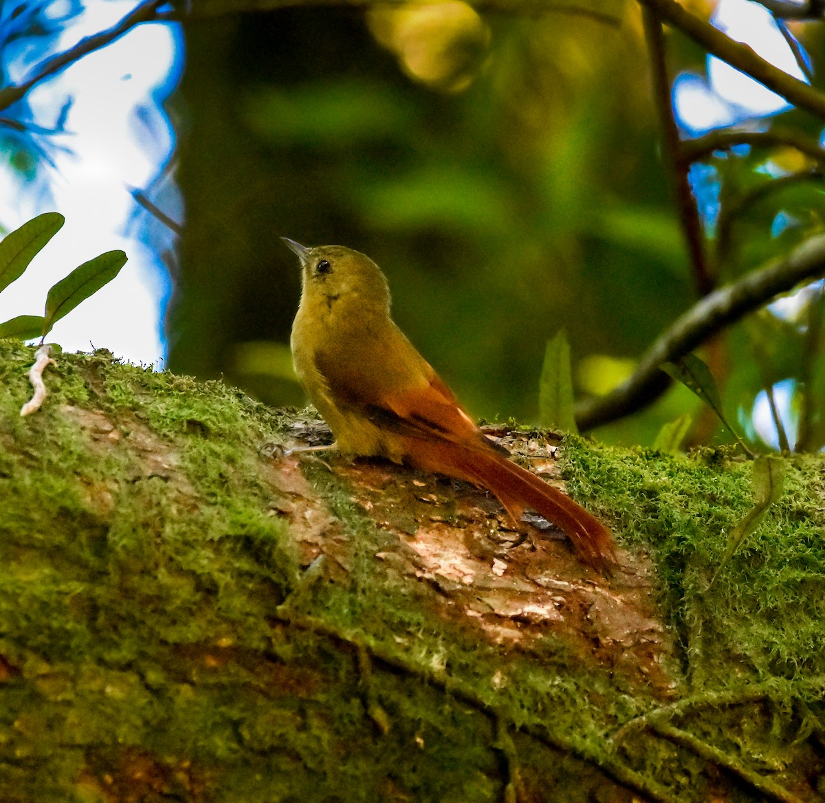 Olivaceous Woodcreeper - ML594582311