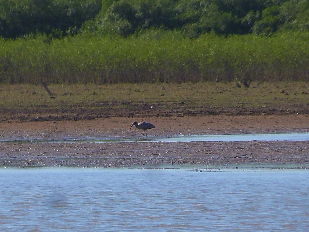 Plumbeous Ibis - ML594582641