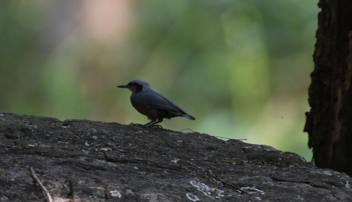 Indian Blackbird - ML594584111