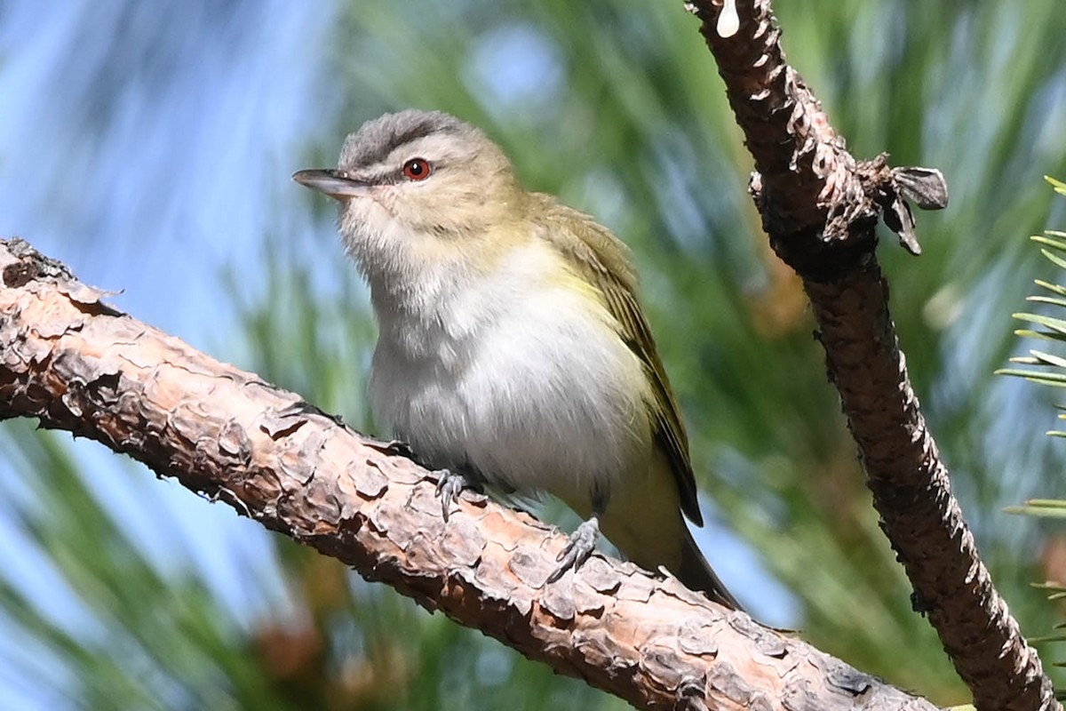 Red-eyed Vireo - Marla Hibbitts