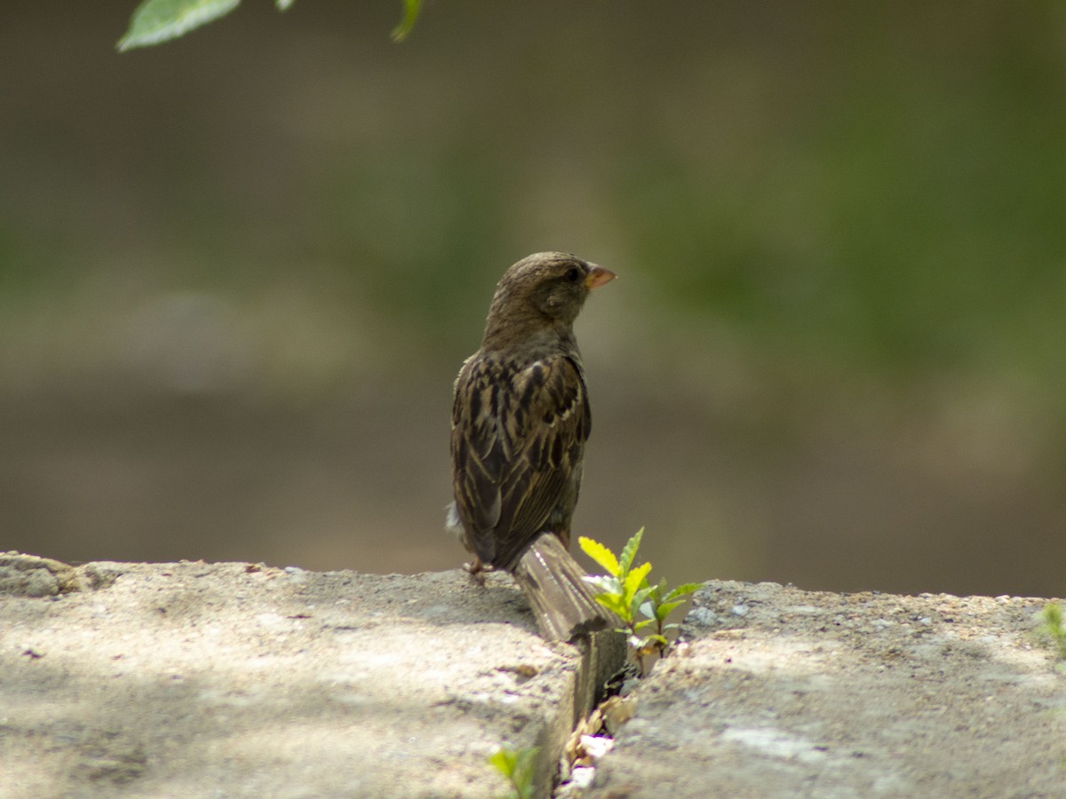 Moineau domestique - ML594585741