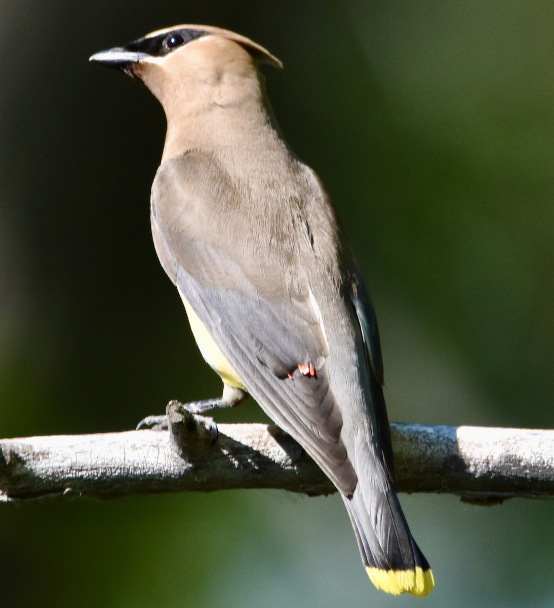 Cedar Waxwing - ML594586261