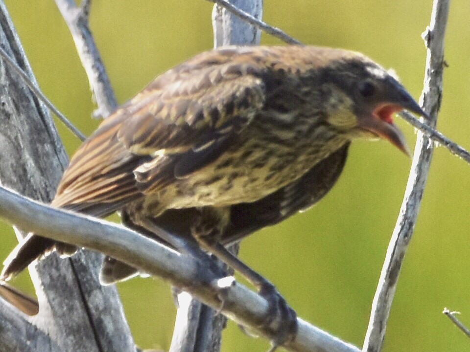 Red-winged Blackbird - ML594586491