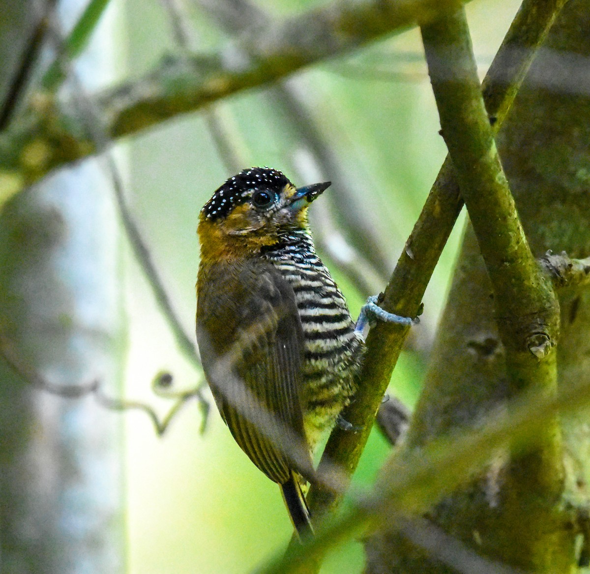 Ochre-collared Piculet - ML594586851