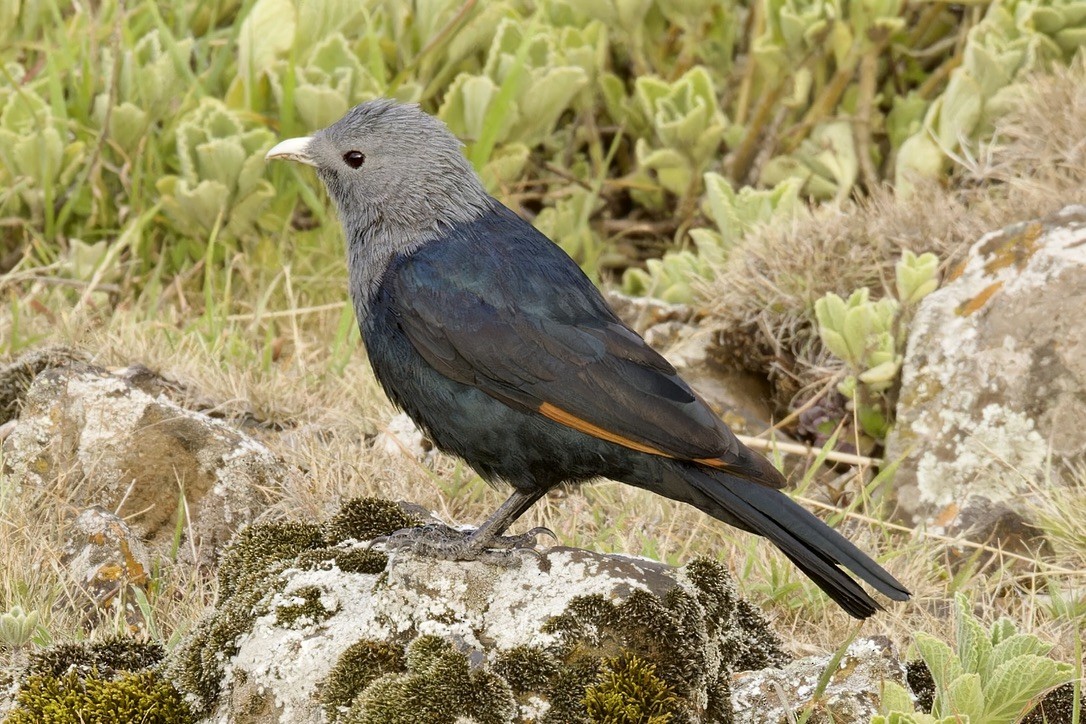 White-billed Starling - ML594587491