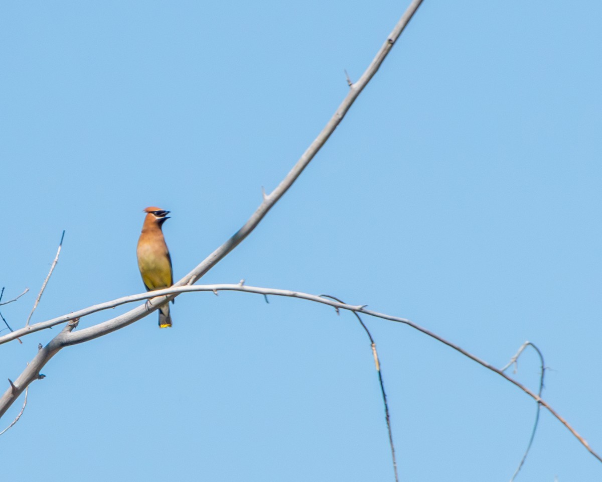 Cedar Waxwing - ML594588361