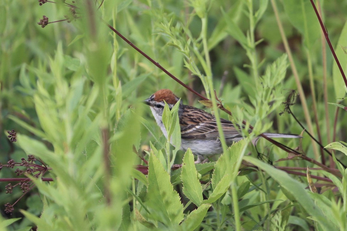 Chipping Sparrow - ML594588571